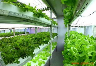 奧玻研發高科技產品 植物光源