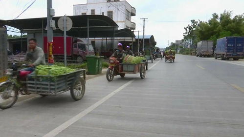 合浦 打造 萬畝豇豆產(chǎn)業(yè)基地 助力脫貧攻堅