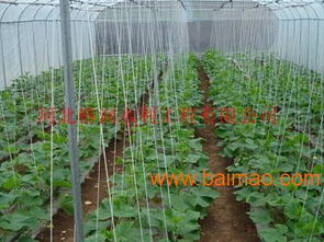 河北邢臺大田蔬菜滴灌帶 滴灌帶價格低質量好,河北邢臺大田蔬菜滴灌帶 滴灌帶價格低質量好生產廠家,河北邢臺大田蔬菜滴灌帶 滴灌帶價格低質量好價格