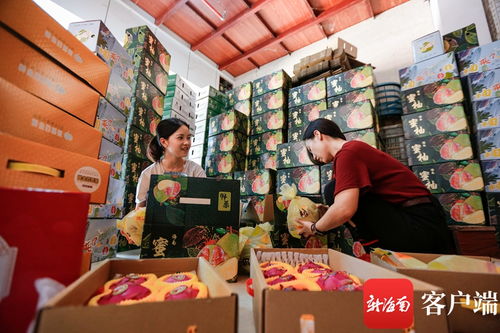 搭乘電商快車 海南農產品暢銷國內國際市場