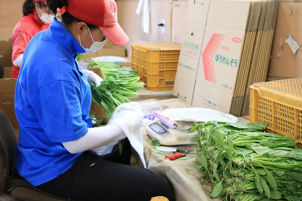 從田間到餐桌 真實的農業種菜、加工與農副產品收購全貌